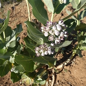 Unidentified Other Shrub at Marble Bar, WA by Paul4K