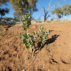 Unidentified at suppressed - 31 Aug 2024