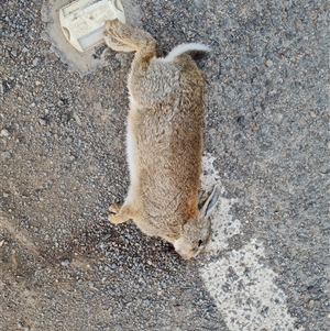 Oryctolagus cuniculus at Symonston, ACT - 6 Oct 2024