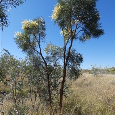 Unidentified Other Shrub at Marble Bar, WA - 31 Aug 2024 by Paul4K