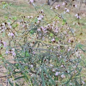 Glycine clandestina at Fadden, ACT - 6 Oct 2024