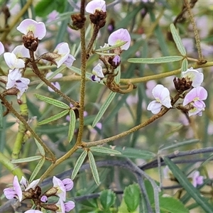 Glycine clandestina at Fadden, ACT - 6 Oct 2024