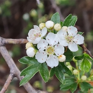 Crataegus monogyna at Chisholm, ACT - 6 Oct 2024