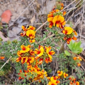 Pultenaea procumbens at Chisholm, ACT - 6 Oct 2024