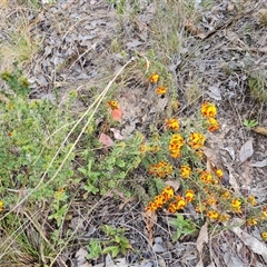 Pultenaea procumbens at Chisholm, ACT - 6 Oct 2024