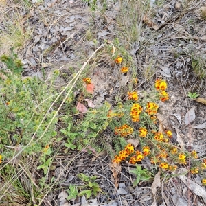 Pultenaea procumbens at Chisholm, ACT - 6 Oct 2024