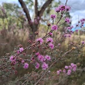 Kunzea parvifolia at Fadden, ACT - 6 Oct 2024