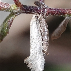 Oecophoridae (family) at Hall, ACT - 6 Oct 2024 11:59 AM