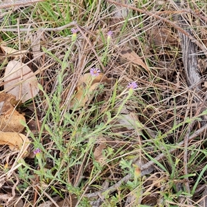 Vittadinia cuneata var. cuneata at Fadden, ACT - 6 Oct 2024