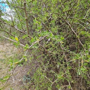 Lycium ferocissimum at Macarthur, ACT - 6 Oct 2024