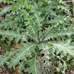 Onopordum acanthium (Scotch Thistle) at Fadden, ACT - 6 Oct 2024 by Mike