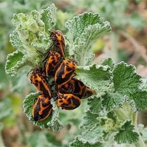 Agonoscelis rutila at Fadden, ACT - 6 Oct 2024