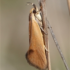 Delexocha ochrocausta (A concealer moth) at Hall, ACT - 6 Oct 2024 by Anna123