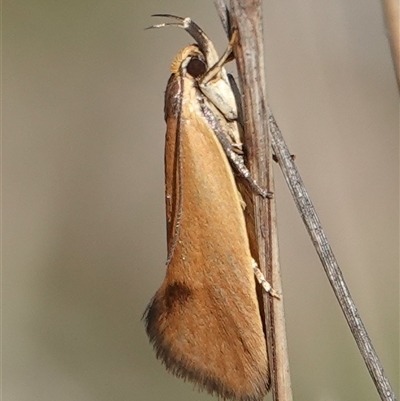 Delexocha ochrocausta (A concealer moth) at Hall, ACT - 6 Oct 2024 by Anna123