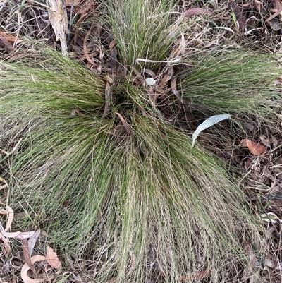 Nassella trichotoma (Serrated Tussock) at Garran, ACT - 5 Oct 2024 by ruthkerruish