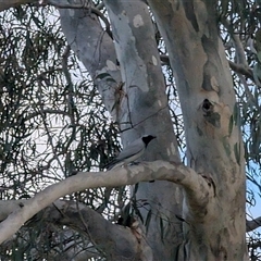 Coracina novaehollandiae (Black-faced Cuckooshrike) at Evatt, ACT - 6 Oct 2024 by Coran