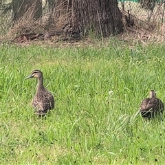 Anas superciliosa (Pacific Black Duck) at Melba, ACT - 6 Oct 2024 by Coran