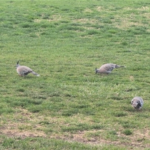 Ocyphaps lophotes at Melba, ACT - 6 Oct 2024