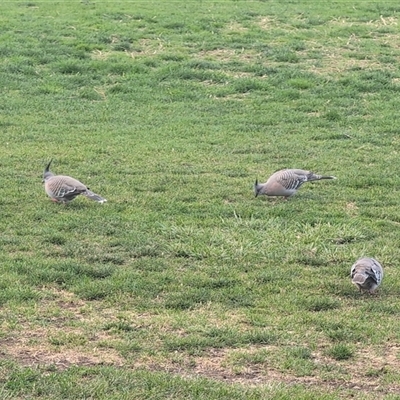 Ocyphaps lophotes (Crested Pigeon) at Melba, ACT - 6 Oct 2024 by Coran