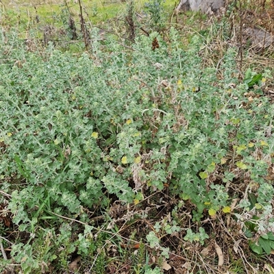 Marrubium vulgare (Horehound) at Fadden, ACT - 6 Oct 2024 by Mike