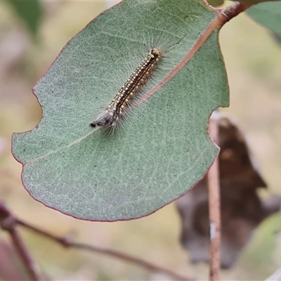 Uraba lugens (Gumleaf Skeletonizer) at Fadden, ACT - 6 Oct 2024 by Mike