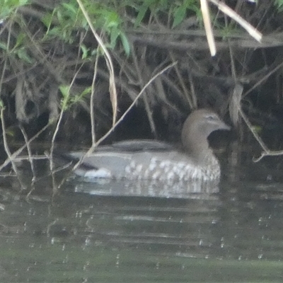 Chenonetta jubata (Australian Wood Duck) at Oaks Estate, ACT - 5 Oct 2024 by Paul4K