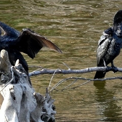 Phalacrocorax sulcirostris at Oaks Estate, ACT - 5 Oct 2024