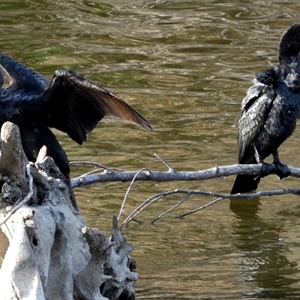 Phalacrocorax sulcirostris at Oaks Estate, ACT - 5 Oct 2024