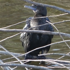 Phalacrocorax sulcirostris at Oaks Estate, ACT - 5 Oct 2024