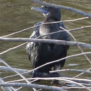 Phalacrocorax sulcirostris at Oaks Estate, ACT - 5 Oct 2024 04:06 PM