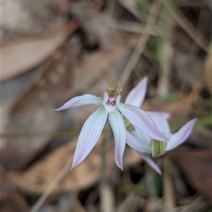 Caladenia carnea at Kaleen, ACT - suppressed