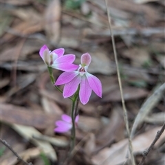 Caladenia carnea at Kaleen, ACT - suppressed