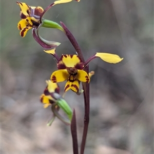 Diuris pardina at Kaleen, ACT - suppressed