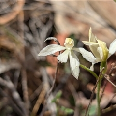 Caladenia carnea (Pink Fingers) at Kaleen, ACT - 5 Oct 2024 by RobynHall