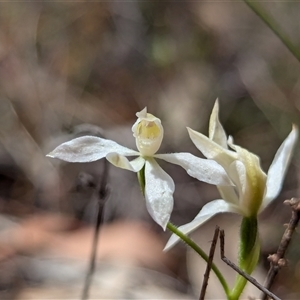 Caladenia carnea at Kaleen, ACT - 5 Oct 2024