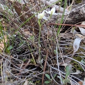 Caladenia carnea at Kaleen, ACT - 5 Oct 2024