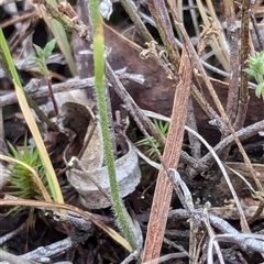 Caladenia carnea at Kaleen, ACT - 5 Oct 2024