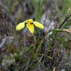 Diuris chryseopsis (Golden Moth) at Kaleen, ACT - 5 Oct 2024 by RobynHall