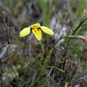 Diuris chryseopsis at Kaleen, ACT - suppressed