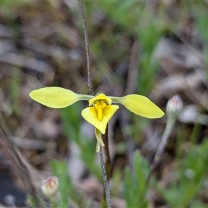 Diuris chryseopsis at Kaleen, ACT - suppressed