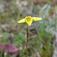 Diuris chryseopsis at Kaleen, ACT - 5 Oct 2024