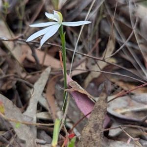 Caladenia carnea at Kaleen, ACT - suppressed