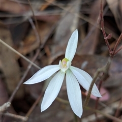 Caladenia carnea at Kaleen, ACT - 5 Oct 2024