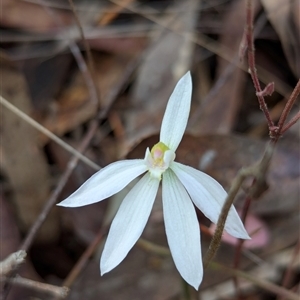 Caladenia carnea at Kaleen, ACT - suppressed