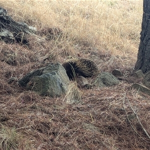 Tachyglossus aculeatus at Yarralumla, ACT - 5 Oct 2024