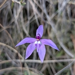 Glossodia major (Wax Lip Orchid) at Aranda, ACT - 5 Oct 2024 by RobynHall