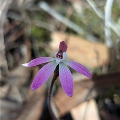 Caladenia fuscata (Dusky Fingers) at Aranda, ACT - 5 Oct 2024 by RobynHall