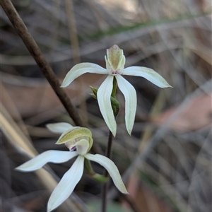 Caladenia ustulata at Aranda, ACT - 5 Oct 2024