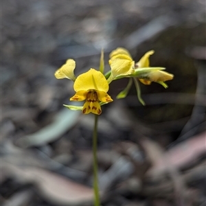 Diuris nigromontana at Aranda, ACT - 5 Oct 2024