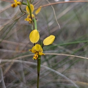 Diuris nigromontana at Bruce, ACT - suppressed